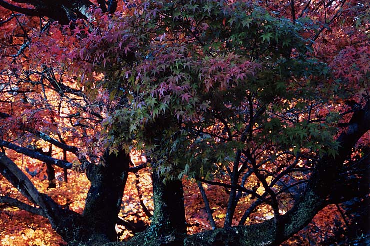 ����@�A�ܕ��