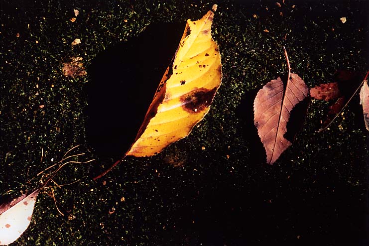 ����@�A�ܕ��