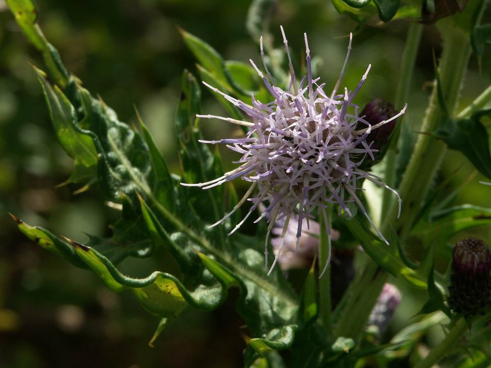 �ɐ��R�̂��Ԕ�