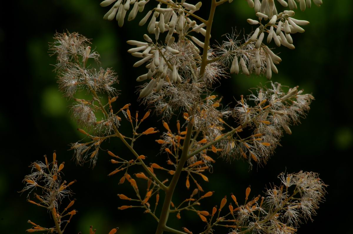 ���߂čs�����C��̐X