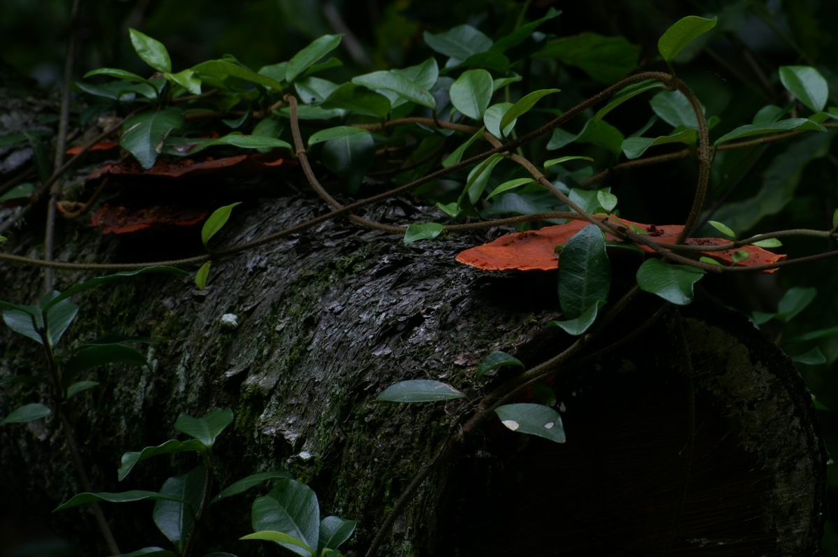 �C�𔭂���C��̐X