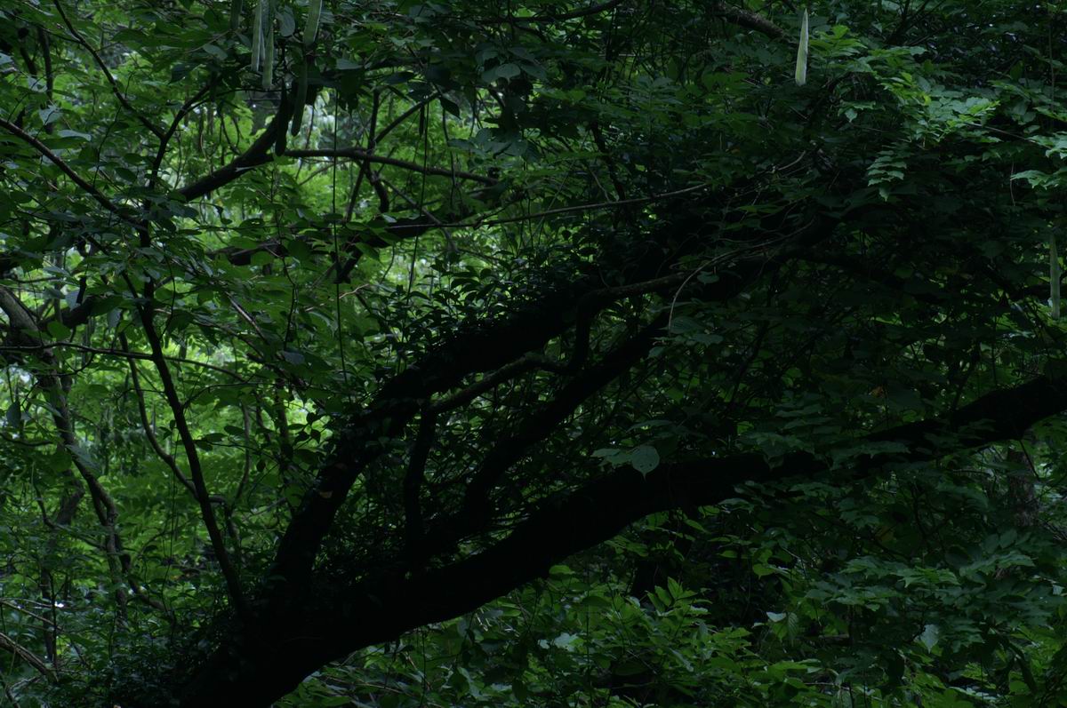 �C�𔭂���C��̐X