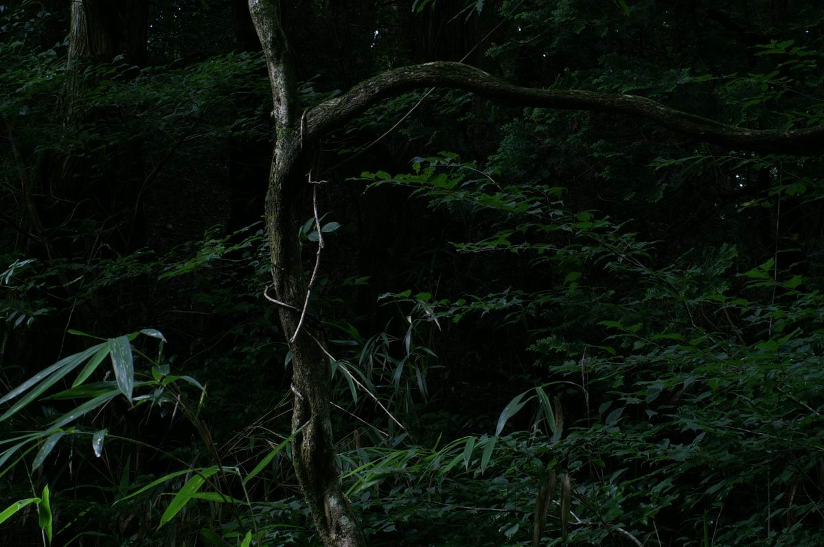 �C�𔭂���C��̐X