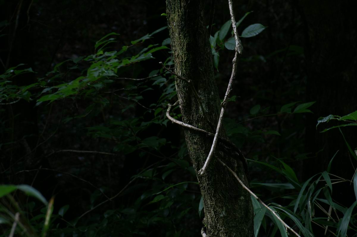 �C�𔭂���C��̐X