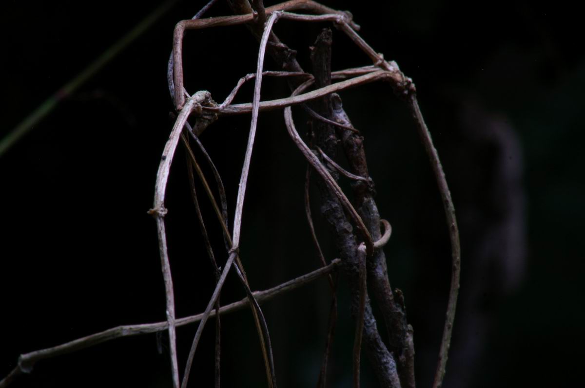 �Ђ�����ƋP���C��̐X