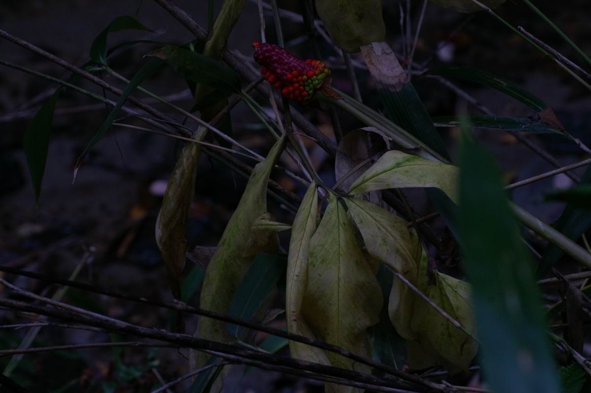 �Ђ�����ƋP���C��̐X