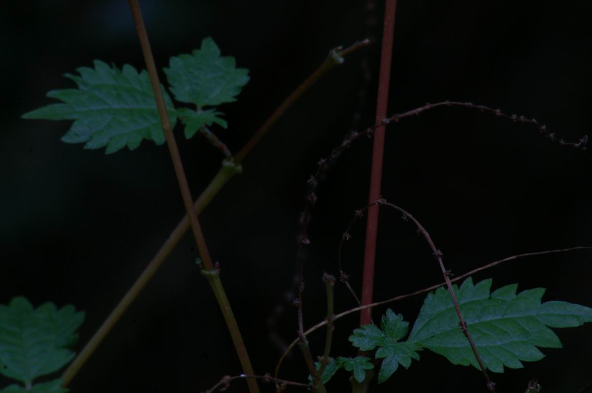 �Ђ�����ƋP���C��̐X