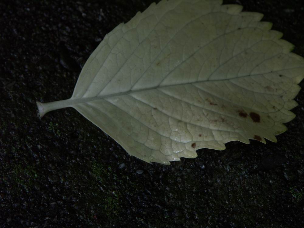 ��..���E��