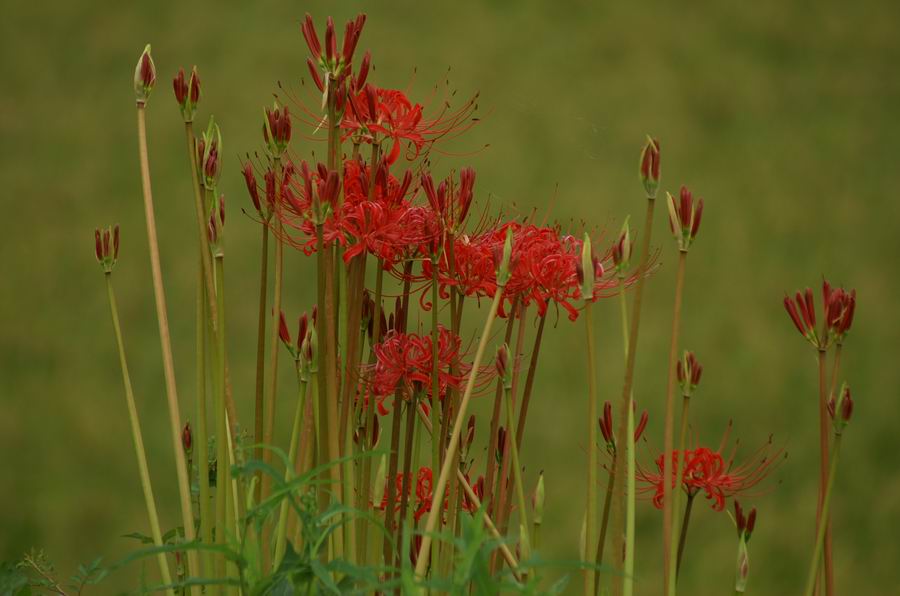 ��..�ꖀ��