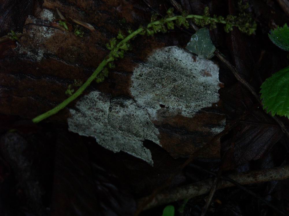 ��������..�s����A�c����A�т傤�Ԋ�A���ۂӂꂠ���̐X