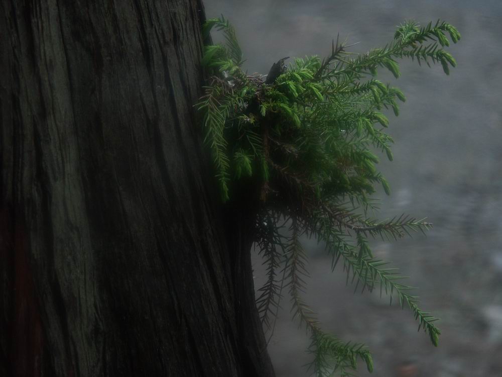 ��������..�s����A�c����A�т傤�Ԋ�A���ۂӂꂠ���̐X