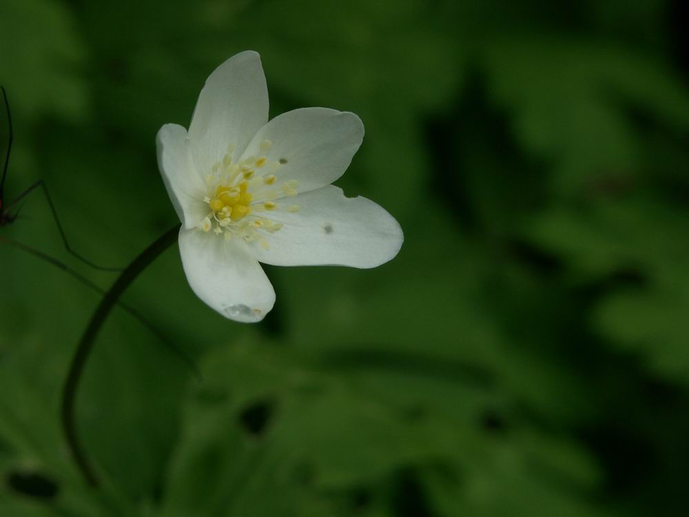 ��������..�s����A�c����A�т傤�Ԋ�A���ۂӂꂠ���̐X