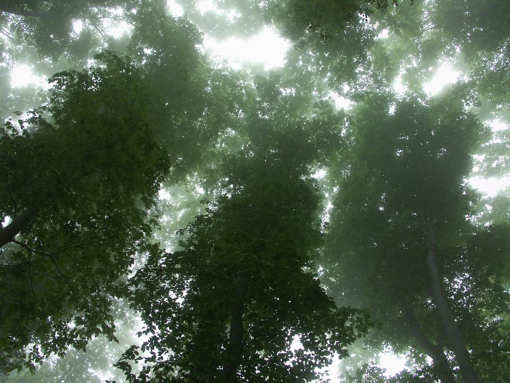 ��������..�s����A�c����A�т傤�Ԋ�A���ۂӂꂠ���̐X