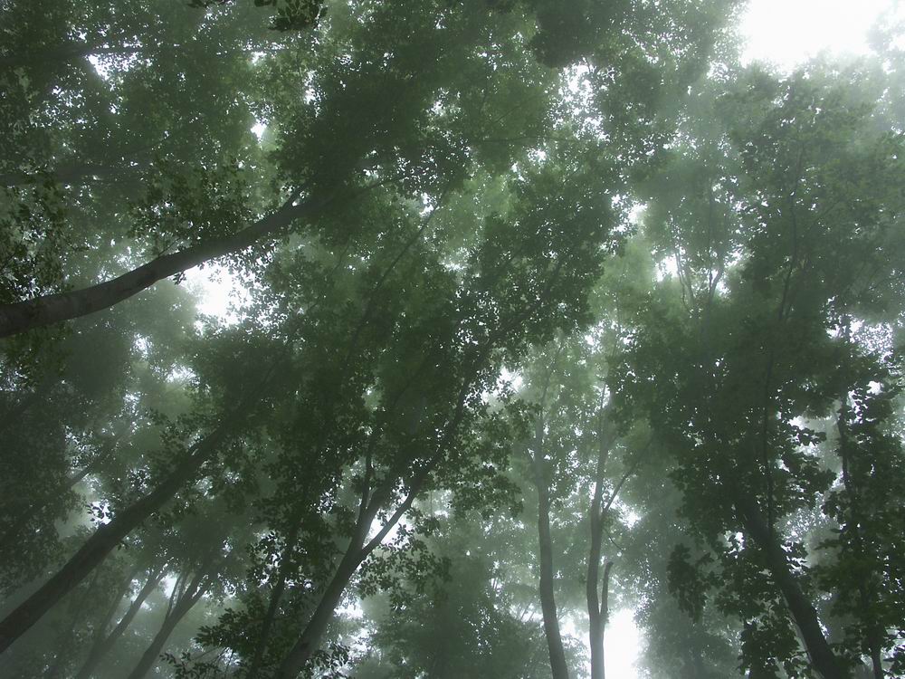 ��������..�s����A�c����A�т傤�Ԋ�A���ۂӂꂠ���̐X