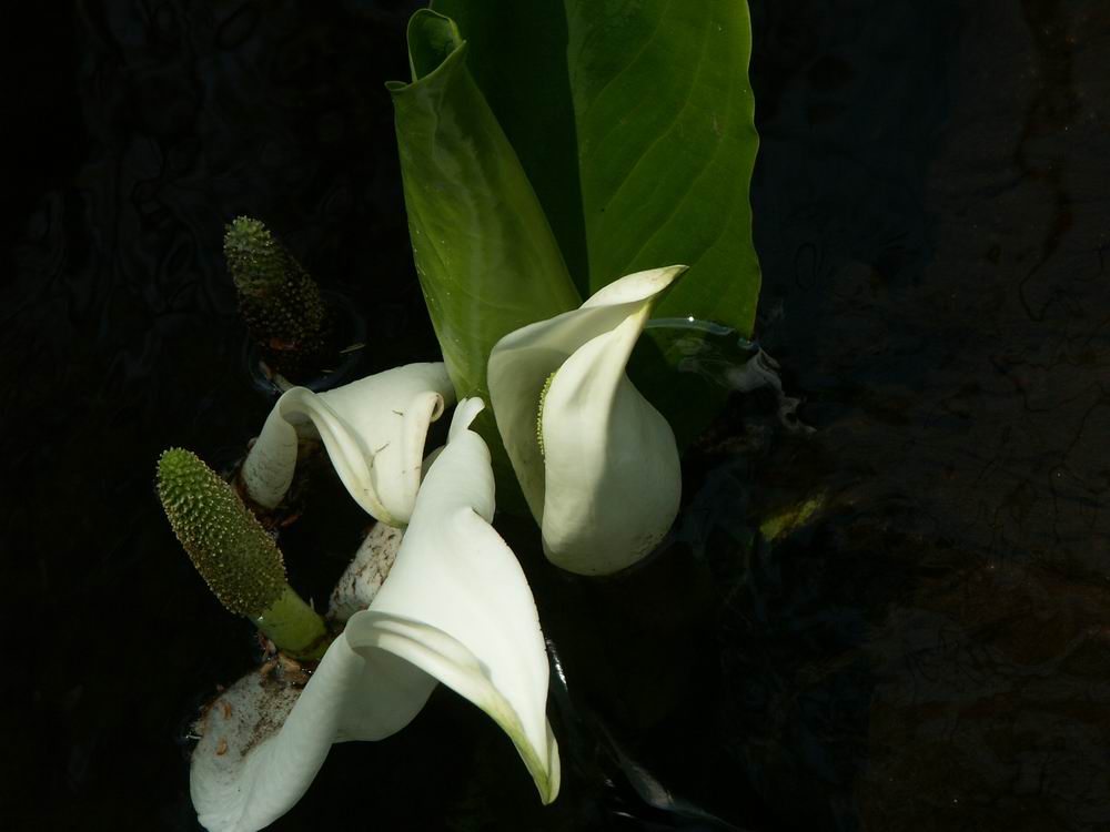 ��������..�������V�����A���������q��