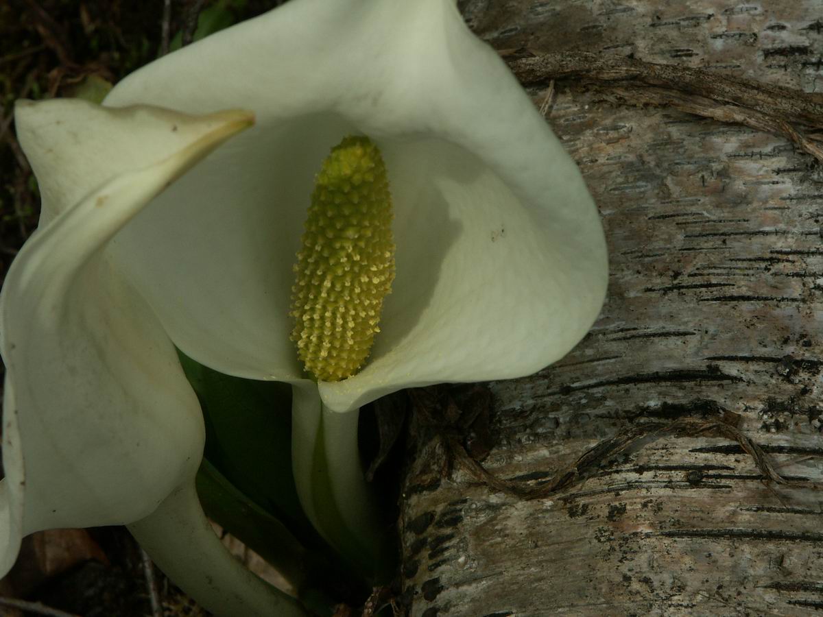 ���m�Ԃ��炢�Ă���