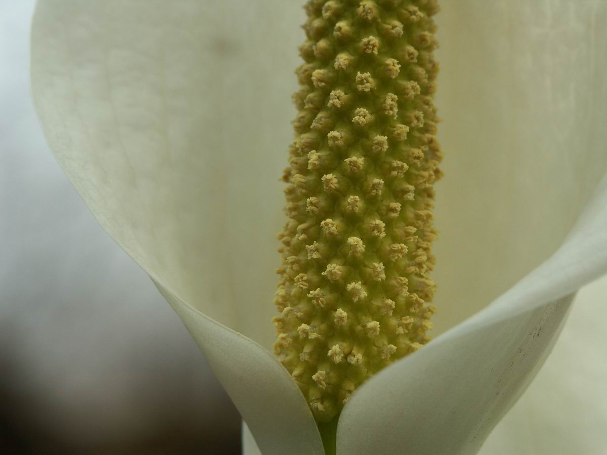 ���m�Ԃ��炢�Ă���