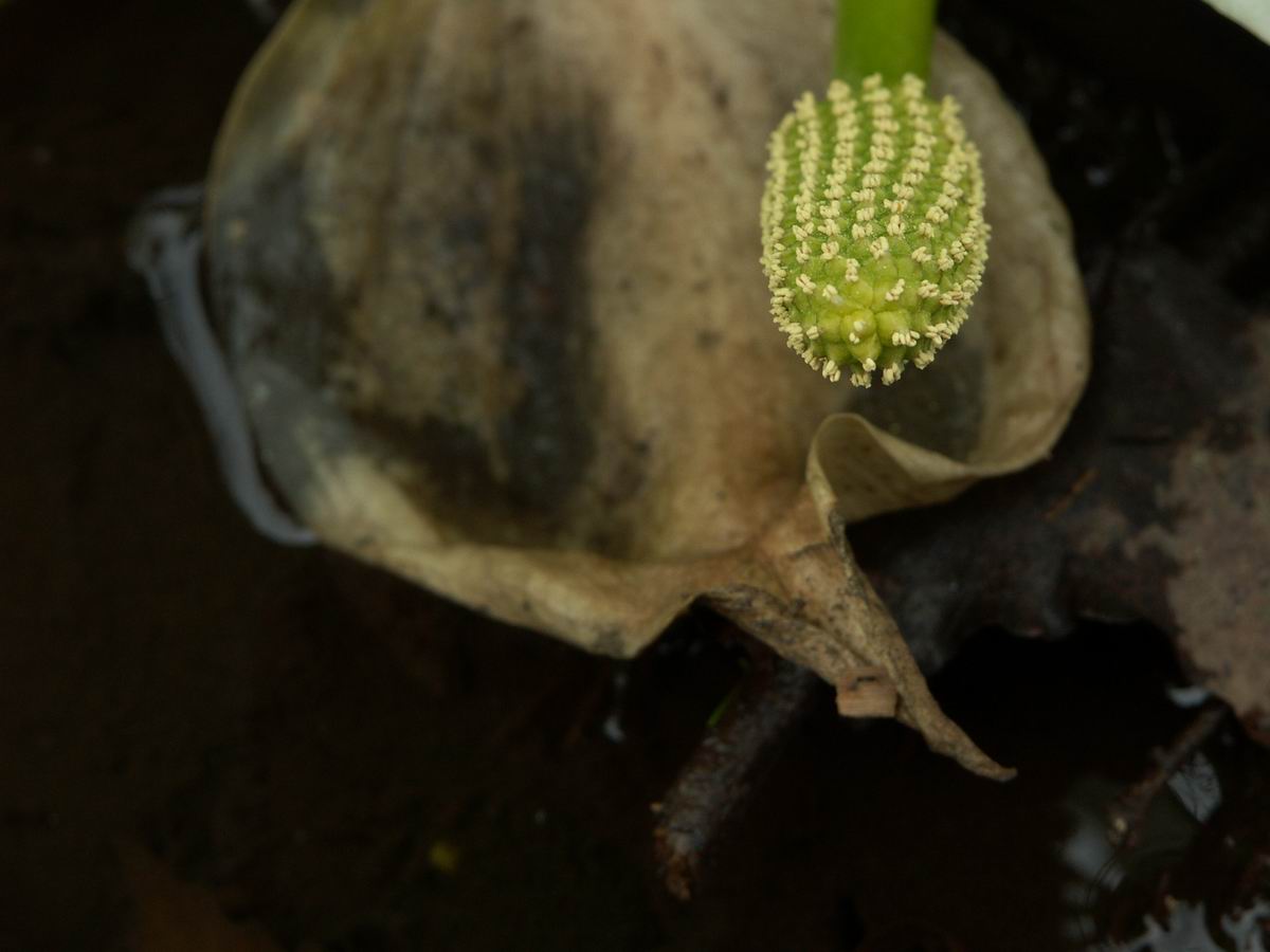 ���m�Ԃ��炢�Ă���