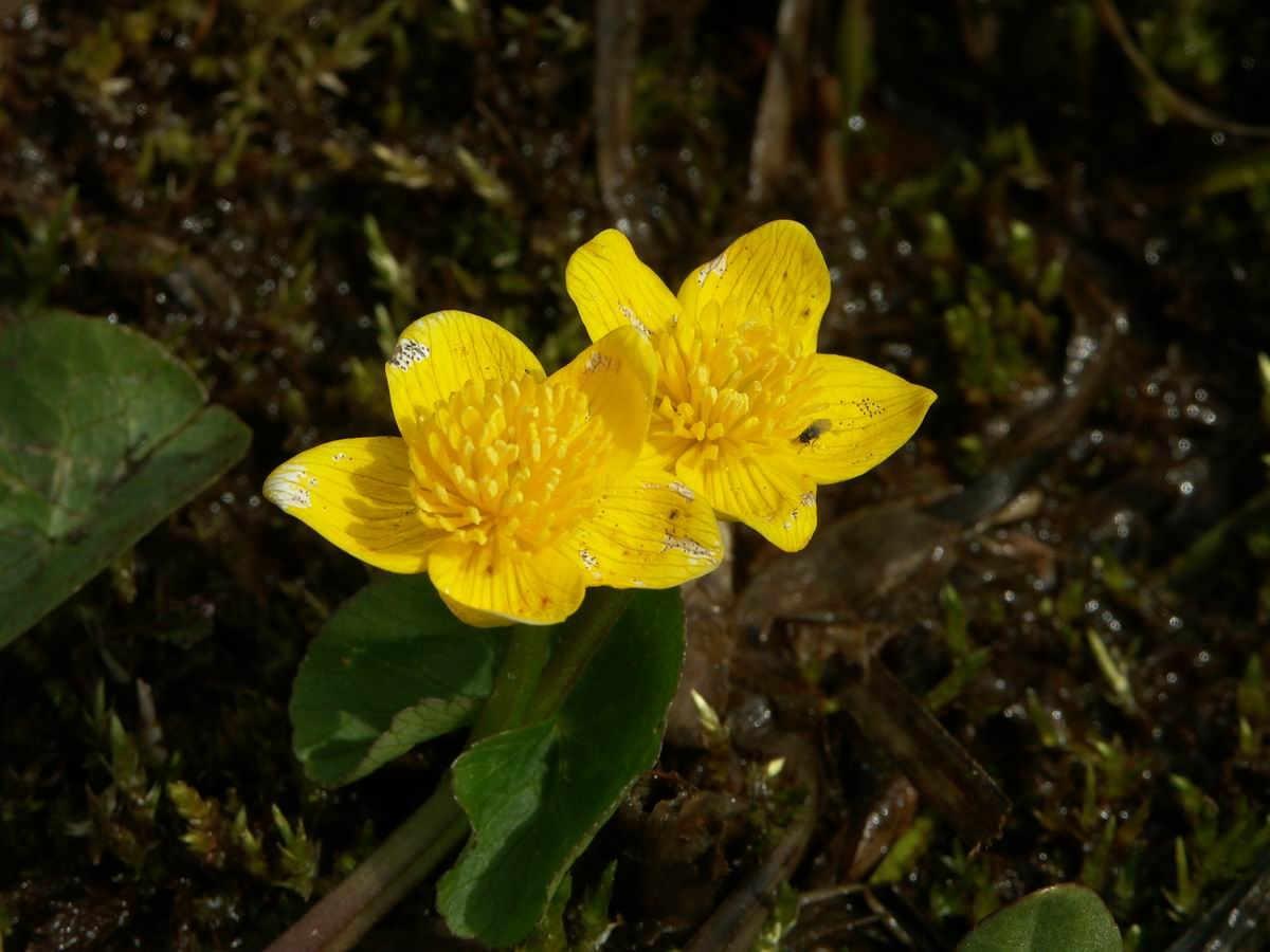 �ˉB�����A���P�R�[�A�֎R�A���ۂӂꂠ���̐X