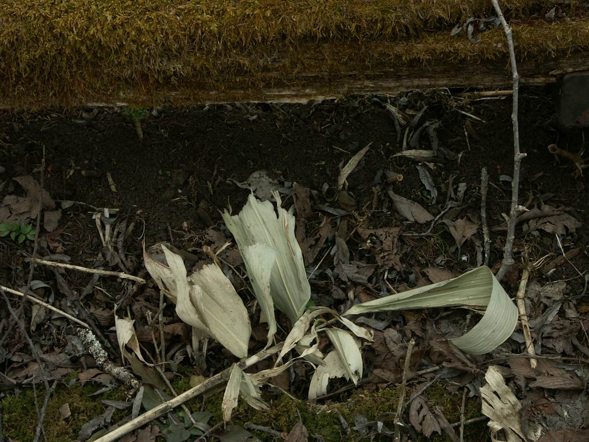 �ˉB�����A���P�R�[�A�֎R�A���ۂӂꂠ���̐X