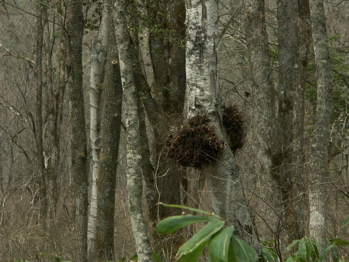 �ˉB�����A���P�R�[�A�֎R�A���ۂӂꂠ���̐X