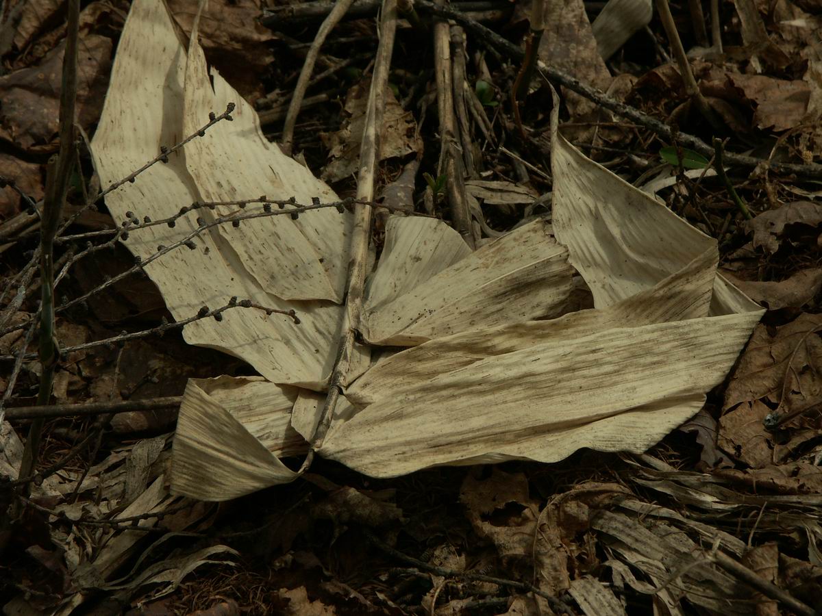 �ˉB�����A���P�R�[�A�֎R�A���ۂӂꂠ���̐X