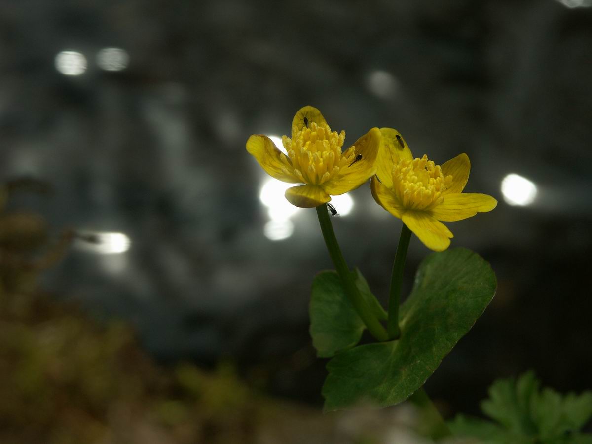 �ˉB�����A���P�R�[�A�֎R�A���ۂӂꂠ���̐X