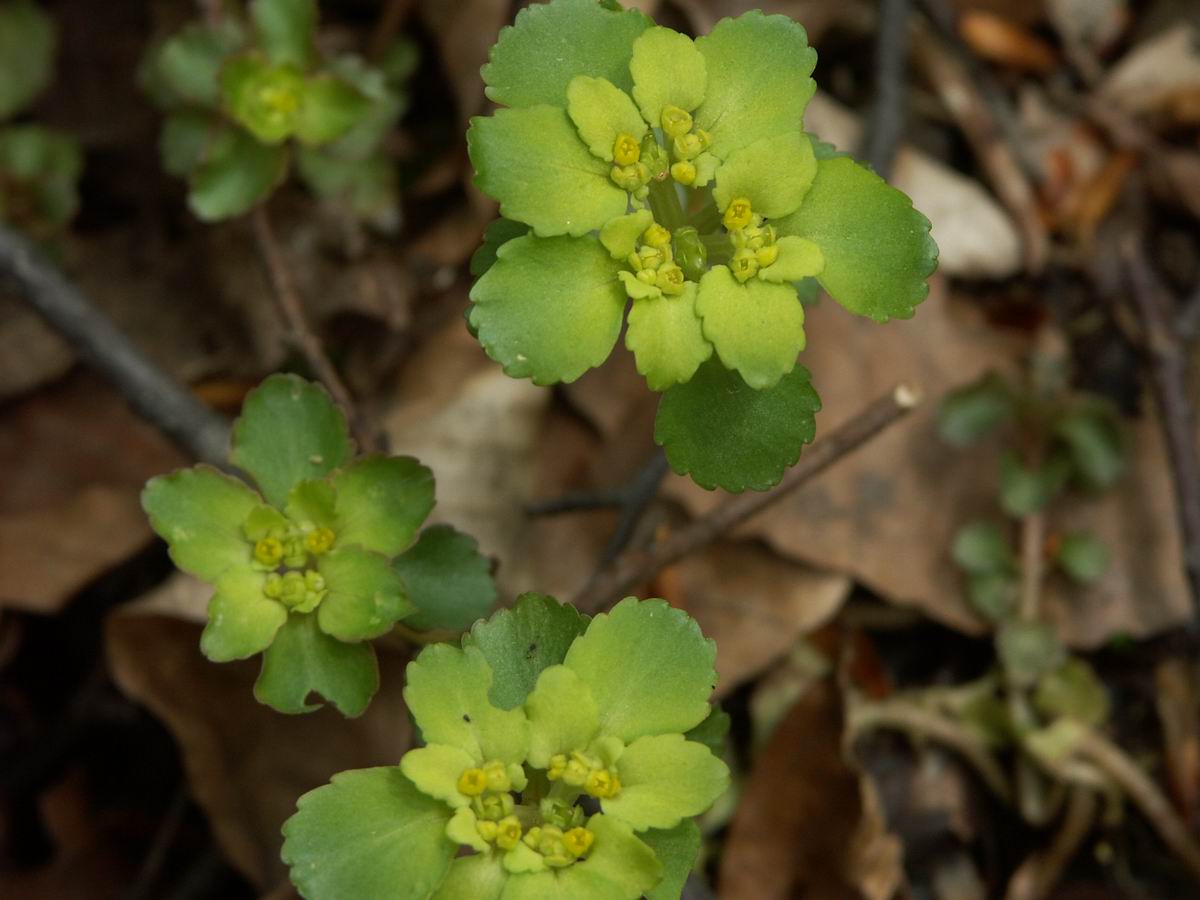 �ˉB�����A���P�R�[�A�֎R�A���ۂӂꂠ���̐X