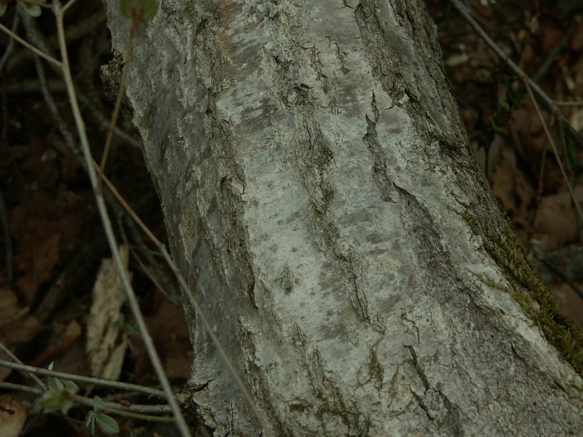 �ˉB�����A���P�R�[�A�֎R�A���ۂӂꂠ���̐X