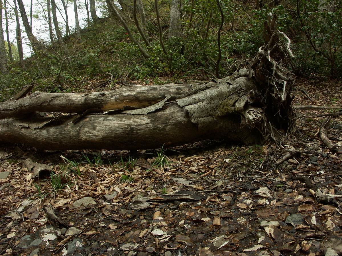 �ˉB�����A���P�R�[�A�֎R�A���ۂӂꂠ���̐X