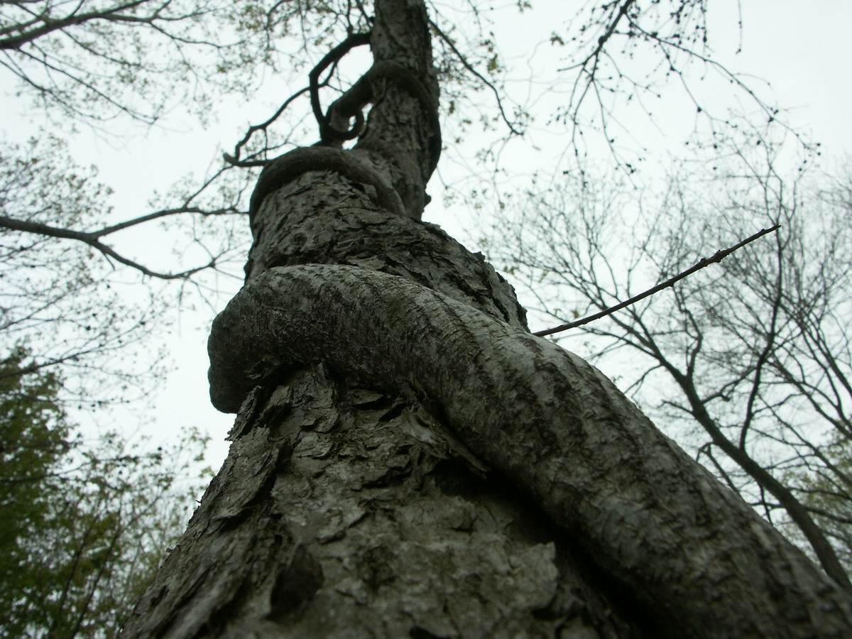 �ˉB�����A���P�R�[�A�֎R�A���ۂӂꂠ���̐X