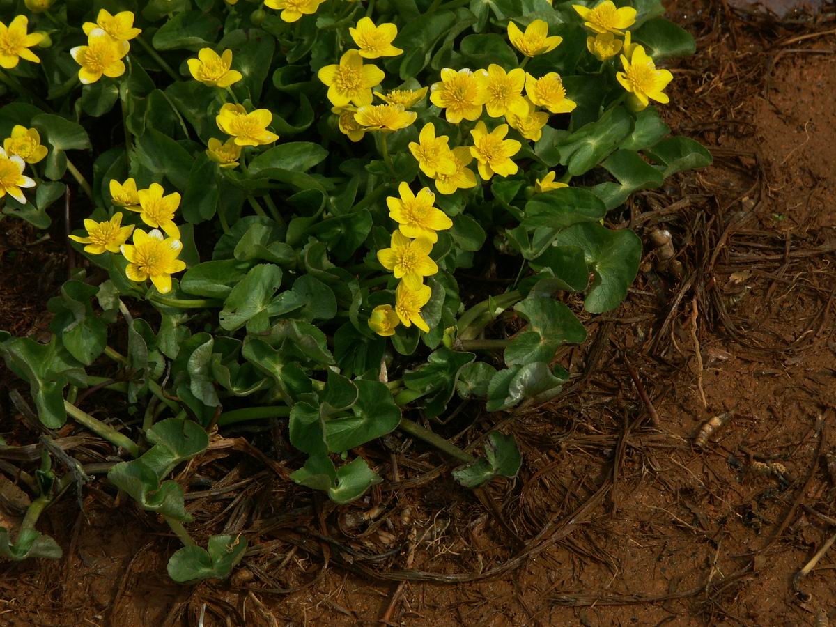 �ˉB�����A���P�R�[�A�֎R�A���ۂӂꂠ���̐X