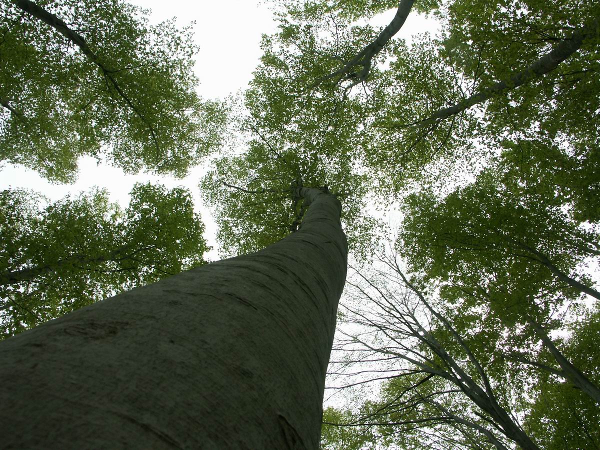 �ˉB�����A���P�R�[�A�֎R�A���ۂӂꂠ���̐X