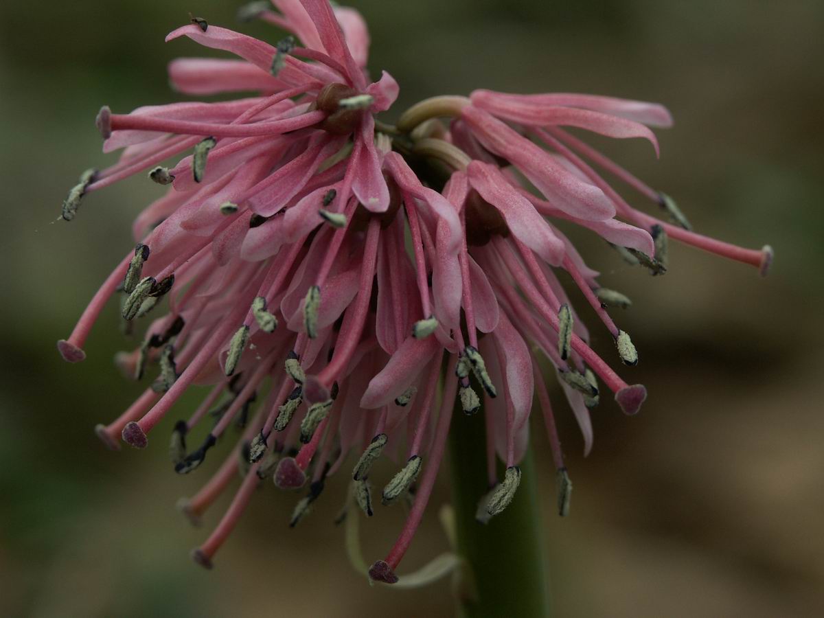 �ˉB�����A���P�R�[�A�֎R�A���ۂӂꂠ���̐X