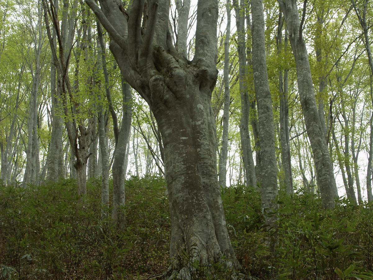 �ˉB�����A���P�R�[�A�֎R�A���ۂӂꂠ���̐X