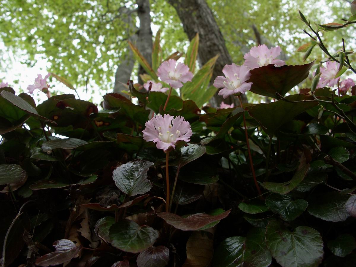 �ˉB�����A���P�R�[�A�֎R�A���ۂӂꂠ���̐X