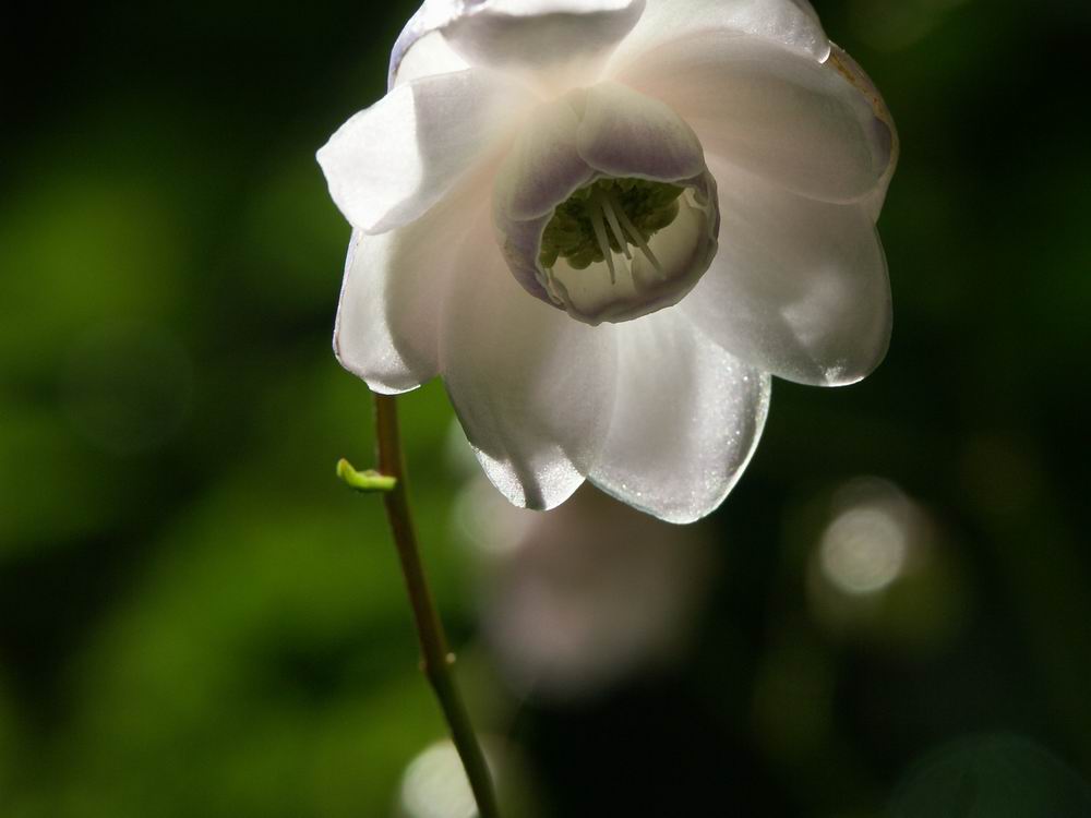 �����Q�V���E�}