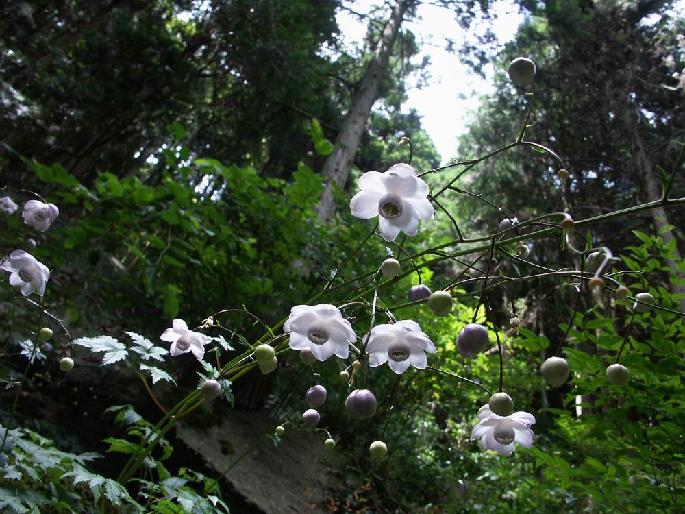 �����Q�V���E�}