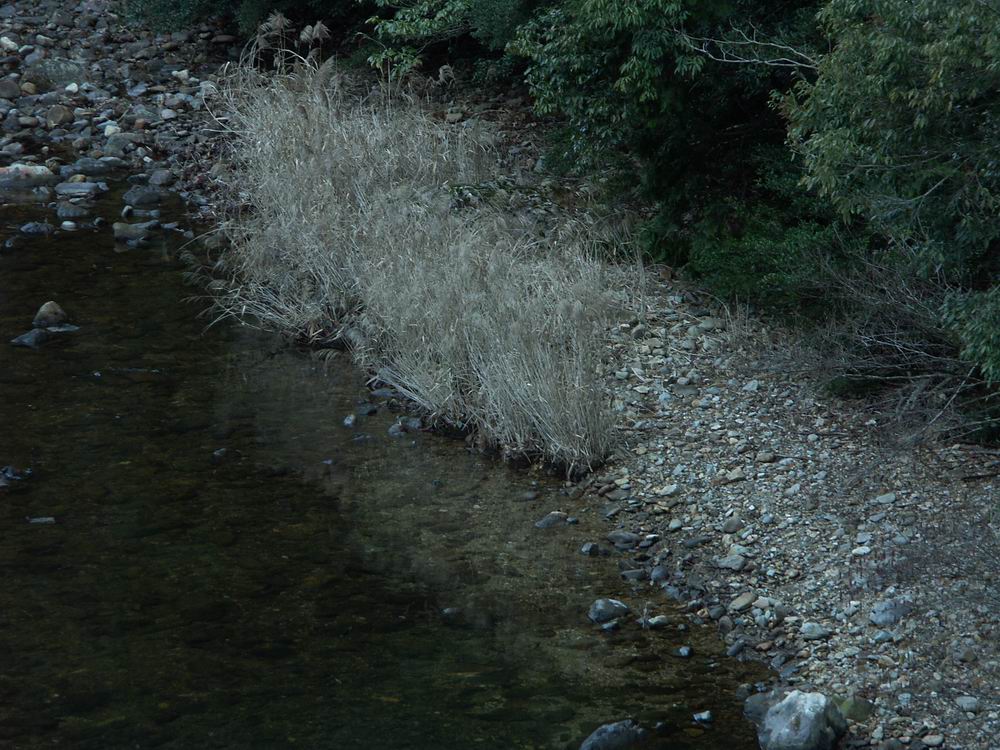 �Z�c�u���\�E