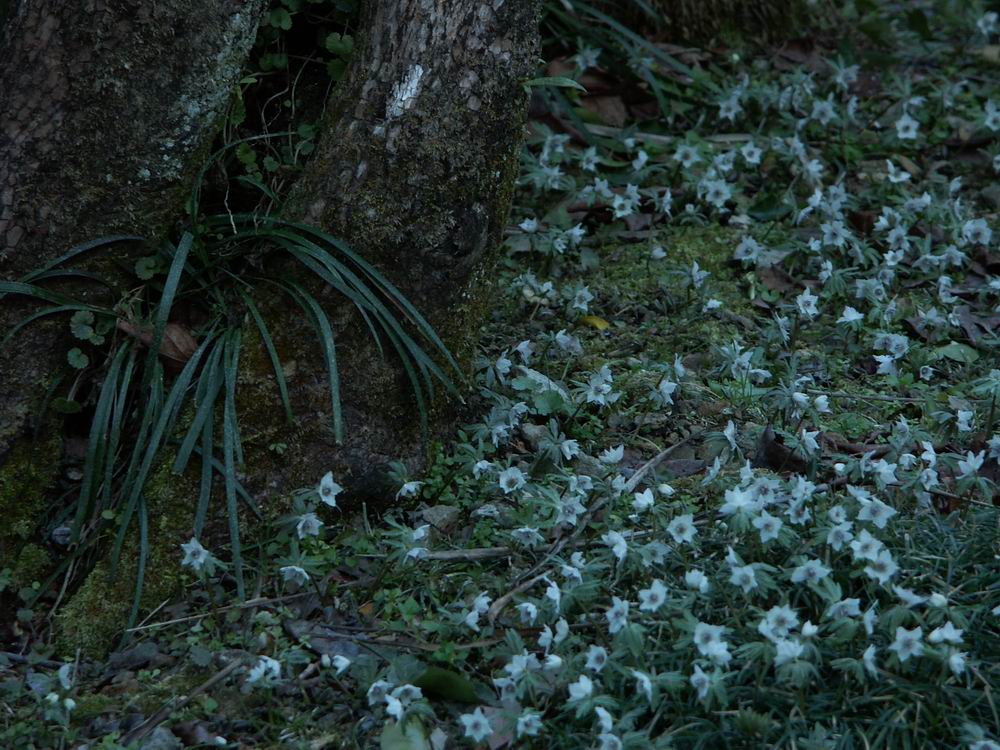 �Z�c�u���\�E