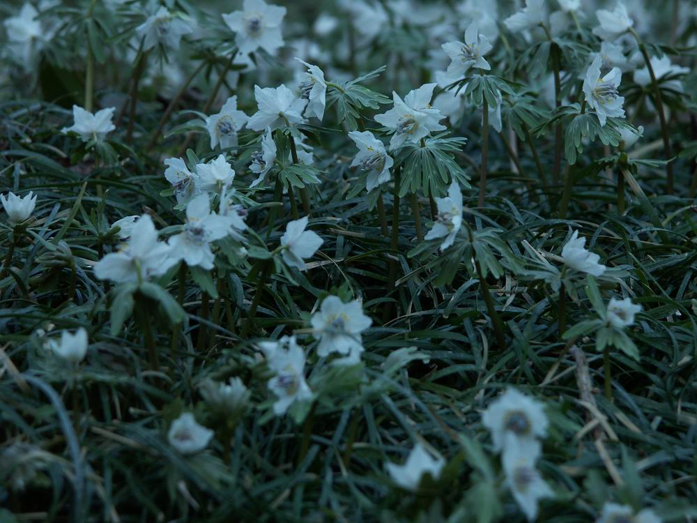 �Z�c�u���\�E