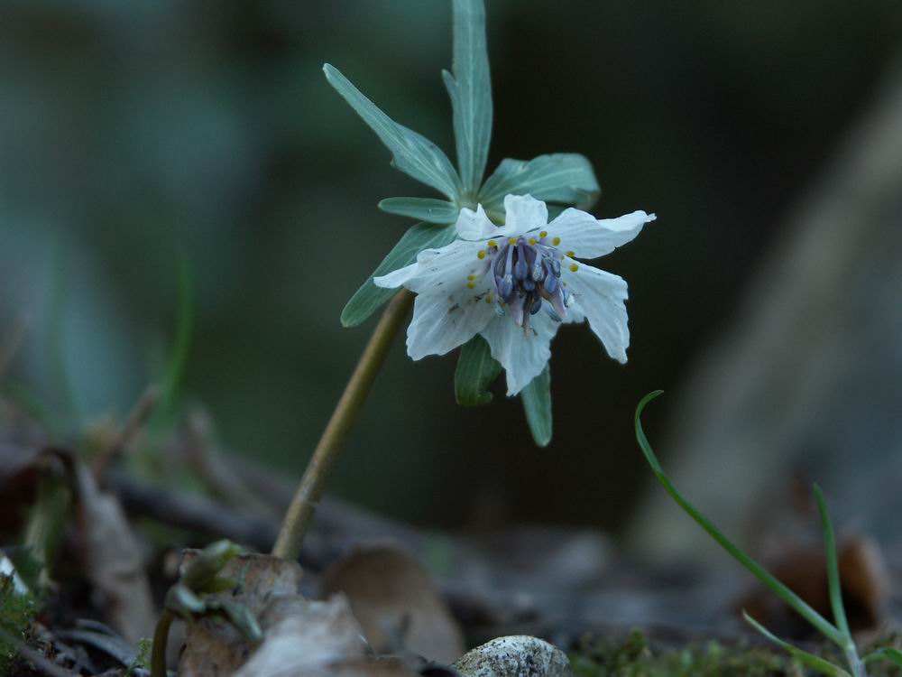 �Z�c�u���\�E