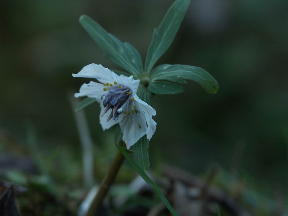 �Z�c�u���\�E