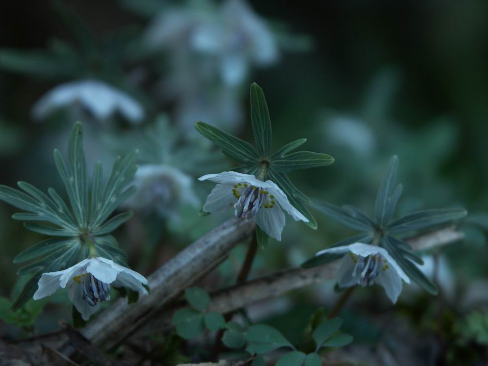 �Z�c�u���\�E