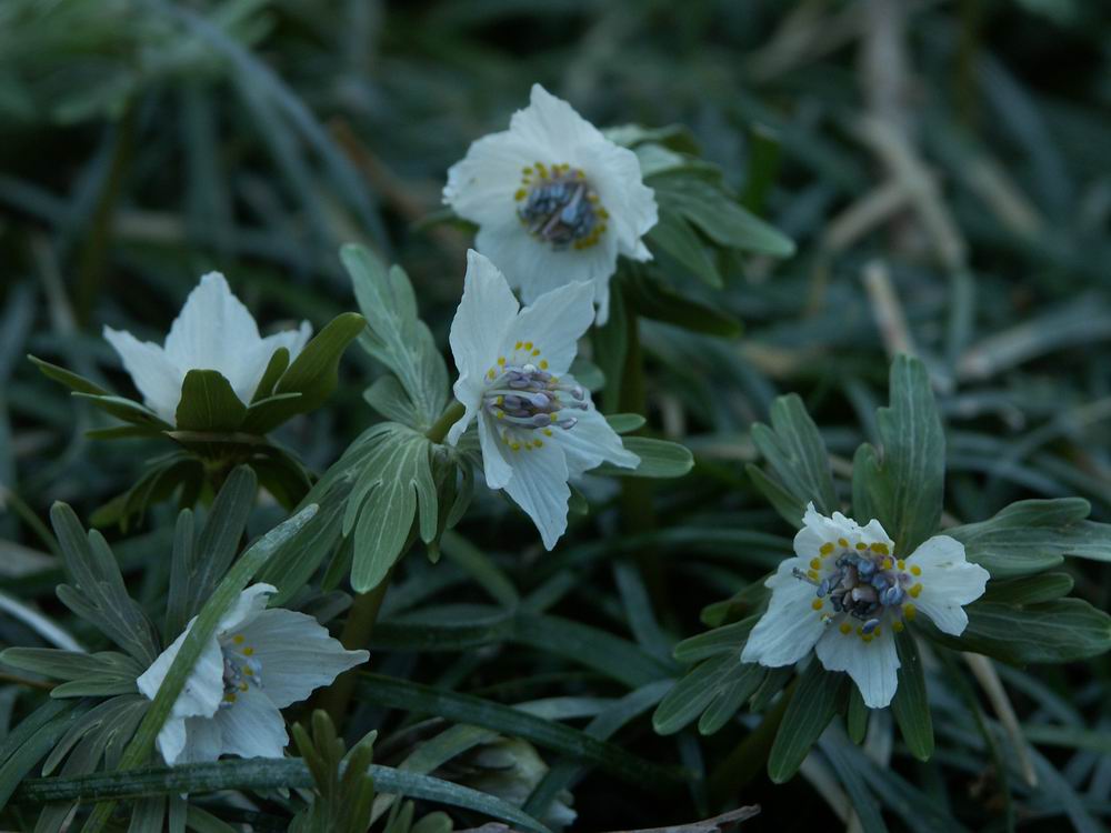 �Z�c�u���\�E