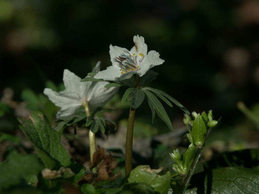 �Z�c�u���\�E