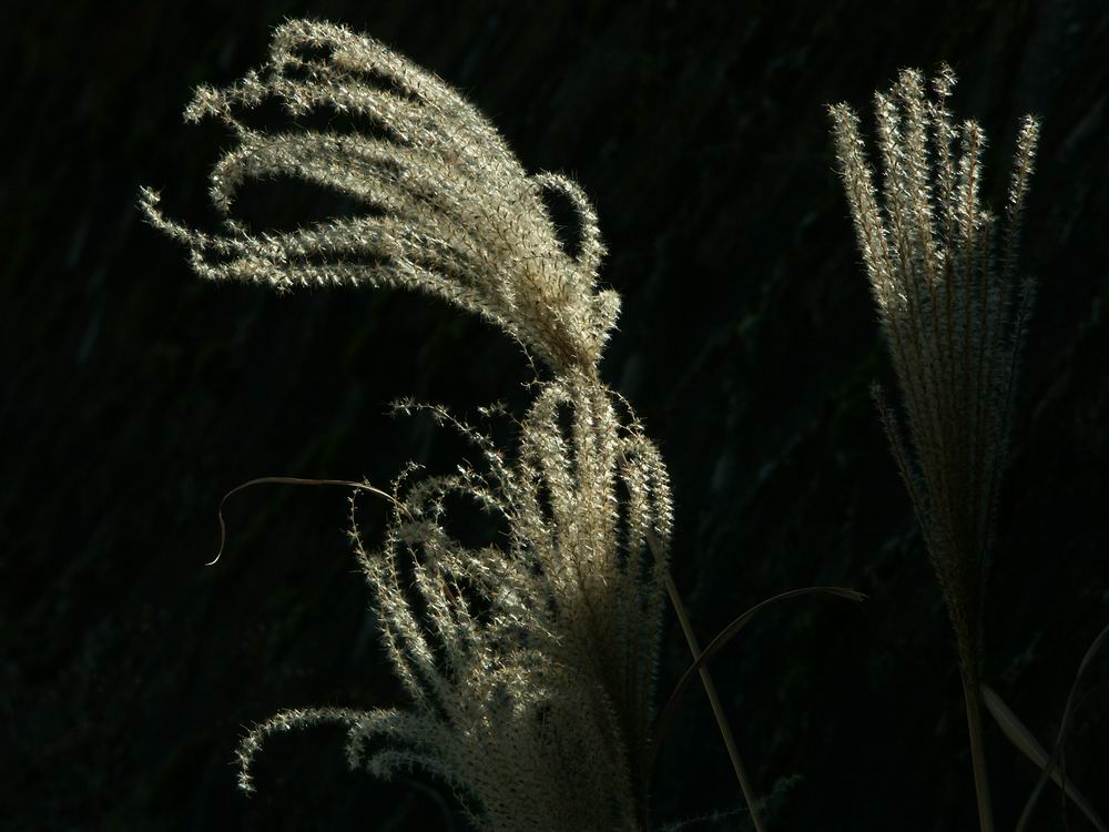 �Z�c�u���\�E