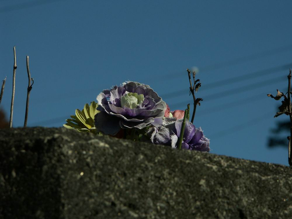 �Z�c�u���\�E