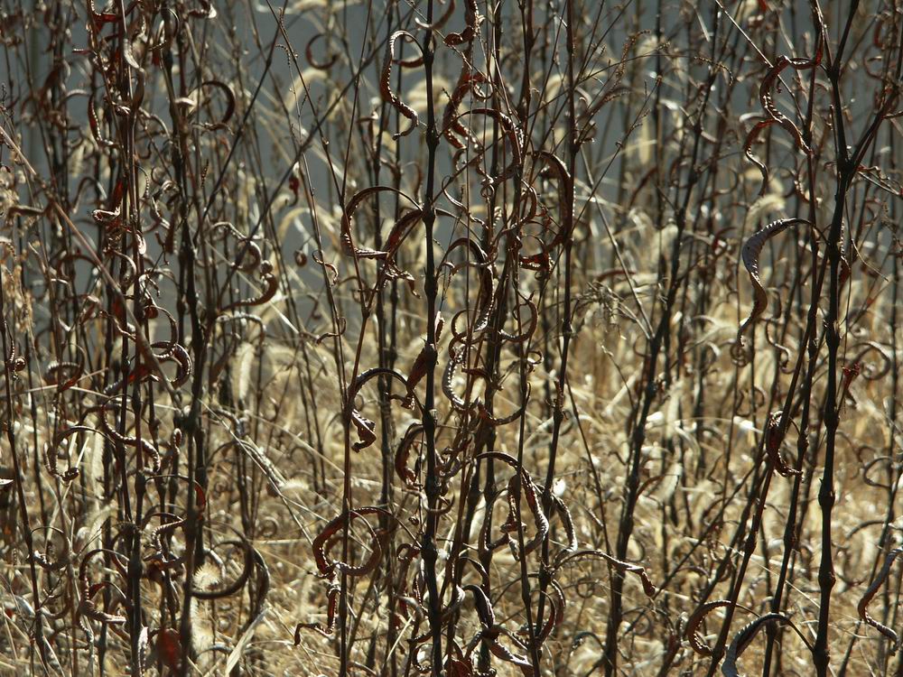 �Z�c�u���\�E