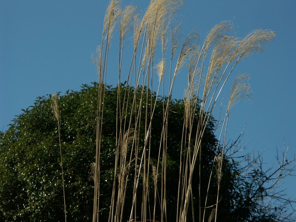 �Z�c�u���\�E